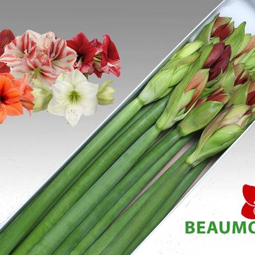 Amaryllis Krt.mix  Beaumonde x 12