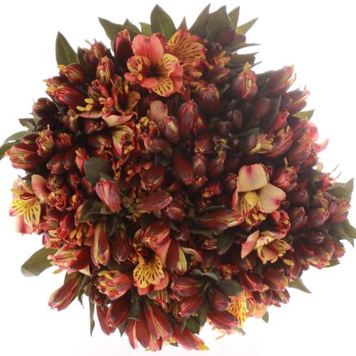 Alstroemerie creme/rosa Bündel 40cm