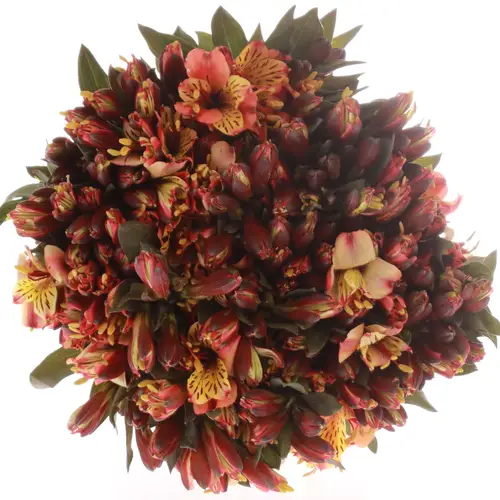 Alstroemerie creme/rosa Bündel 40cm