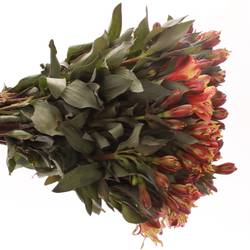 Alstroemerie creme/rosa Bündel 40cm