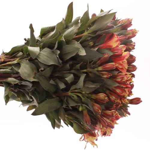 Alstroemerie creme/rosa Bündel 40cm