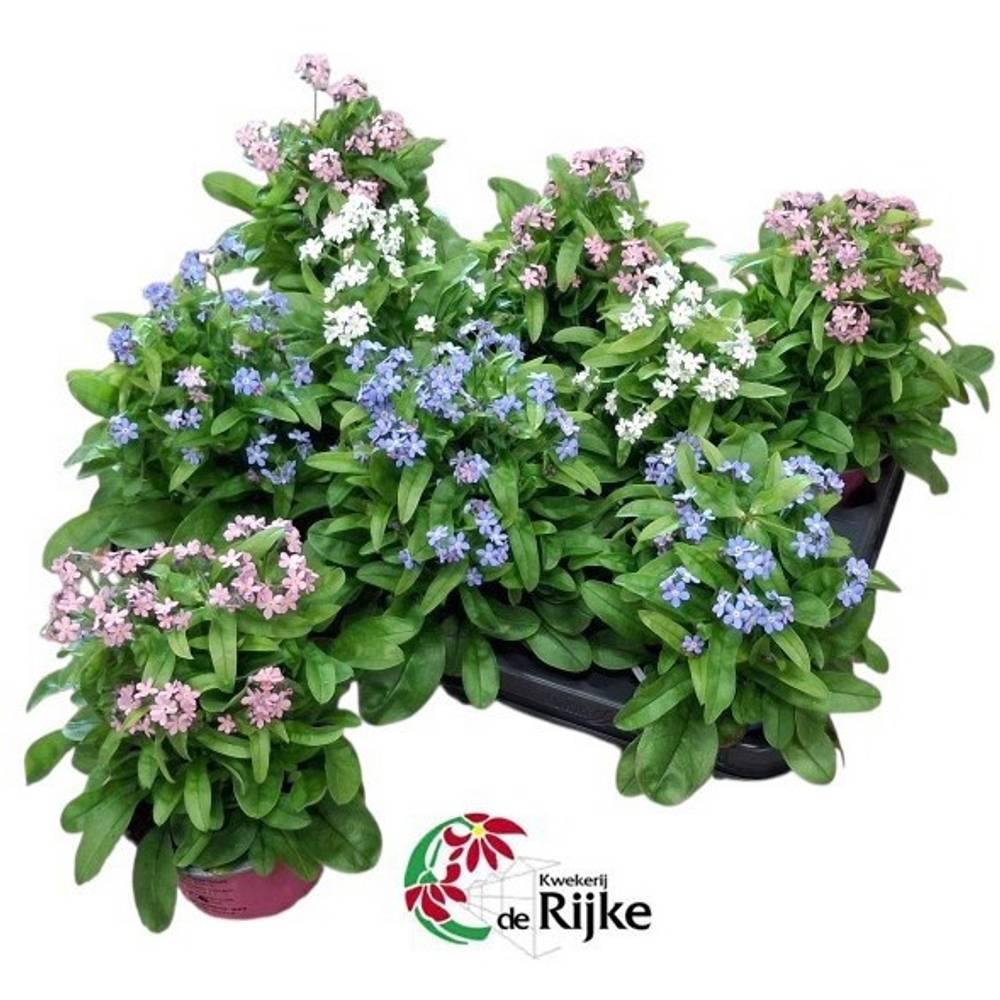 Myosotis mix T10,5 H018