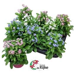 Myosotis mix T10,5 H018