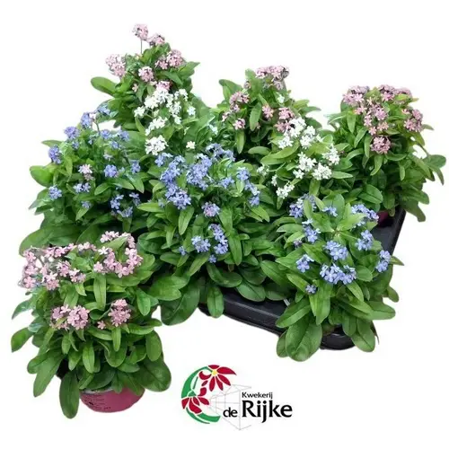 Myosotis mix T10,5 H018