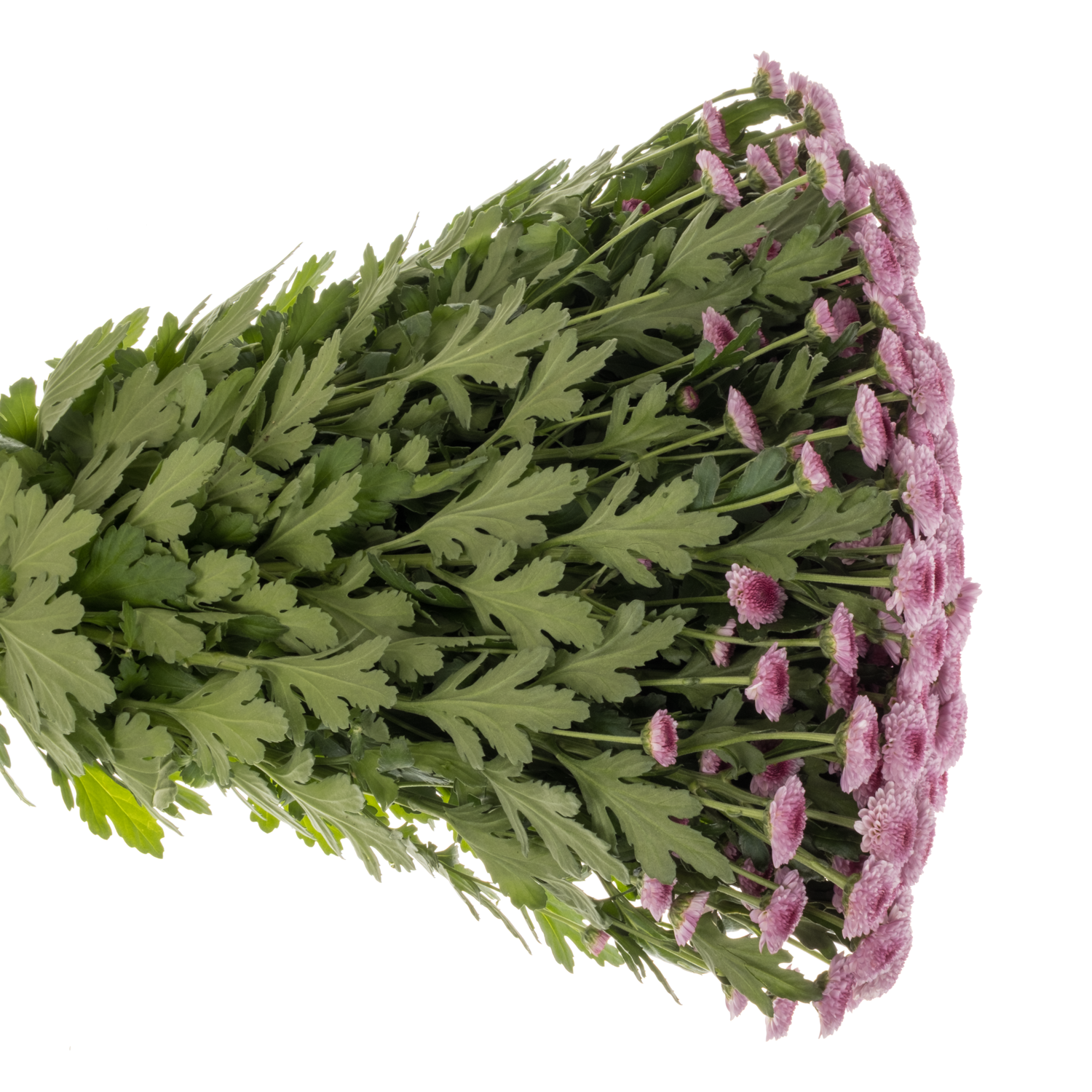 Santini rosa-rosa Balboa 1200 Gr 1200 Gramm 55cm