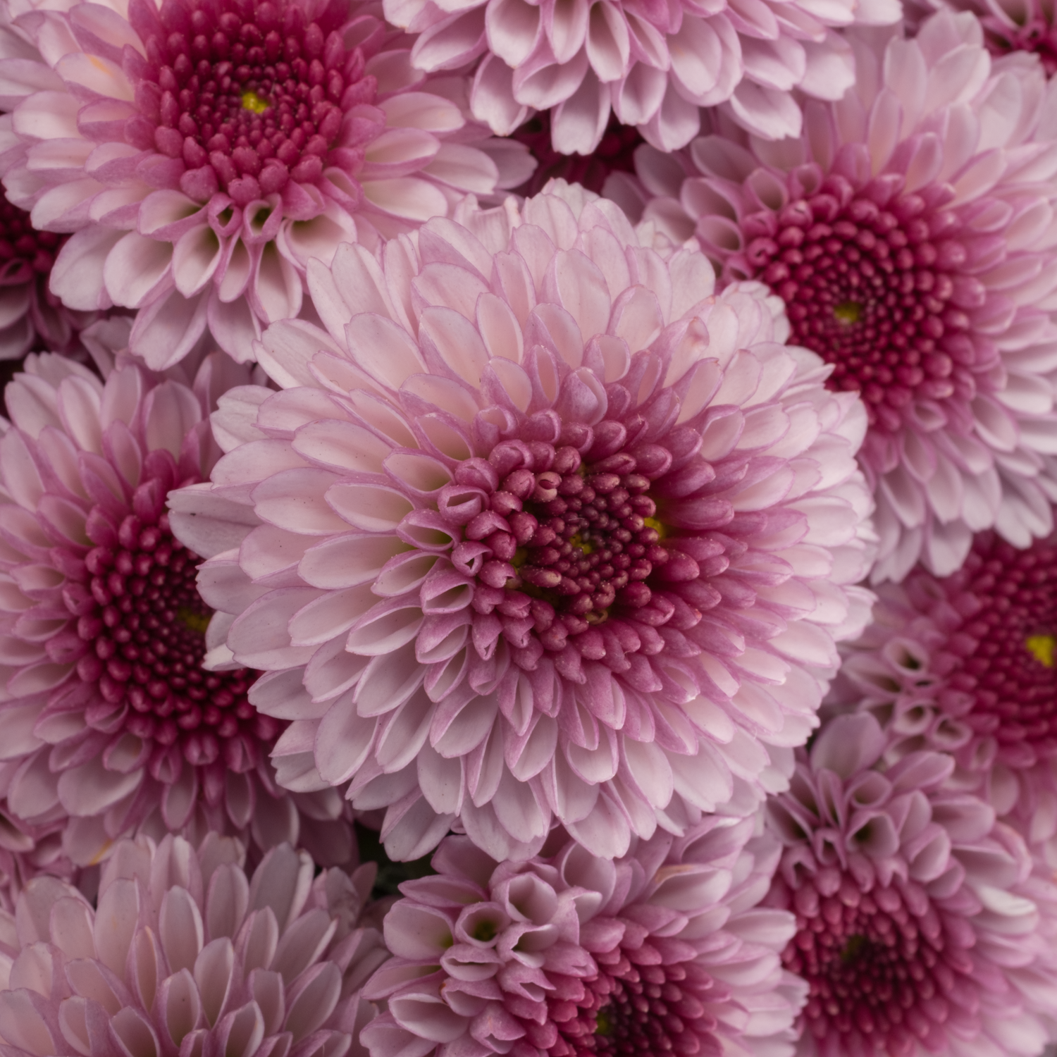 Santini rosa-rosa Balboa 1200 Gr 1200 Gramm 55cm