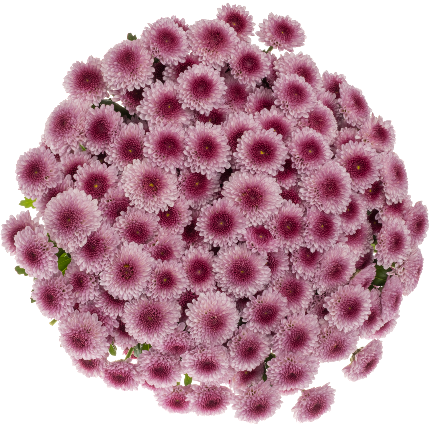 Santini rosa-rosa Balboa 1200 Gr 1200 Gramm 55cm