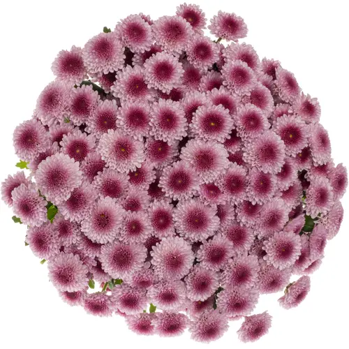 Santini rosa-rosa Balboa 1200 Gr 1200 Gramm 55cm