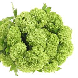 Schneeball grün 2-3 Kopf 80cm