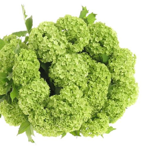 Schneeball grün 2-3 Kopf 80cm