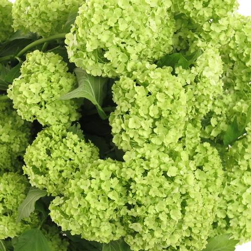 Schneeball grün 2-3 Kopf 80cm