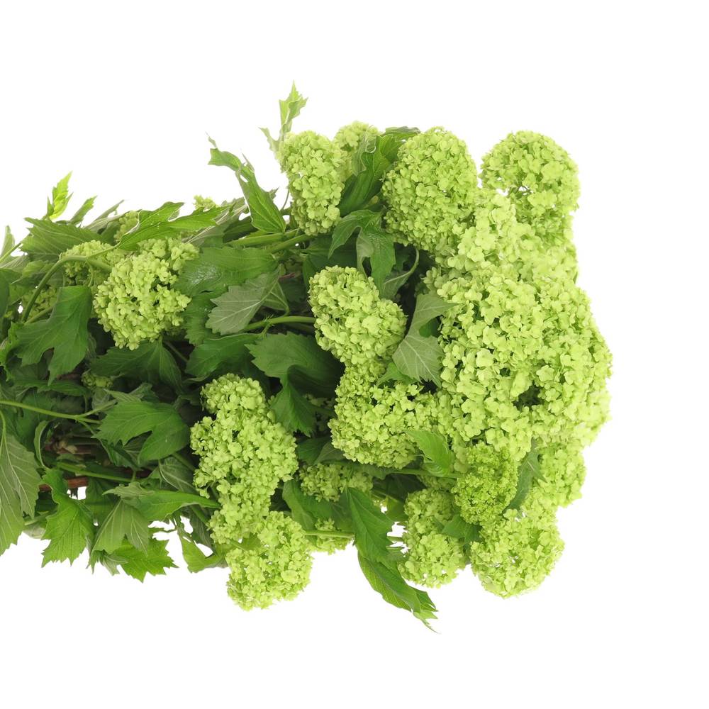 Schneeball grün 2-3 Kopf 80cm