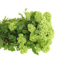 Schneeball grün 2-3 Kopf 80cm