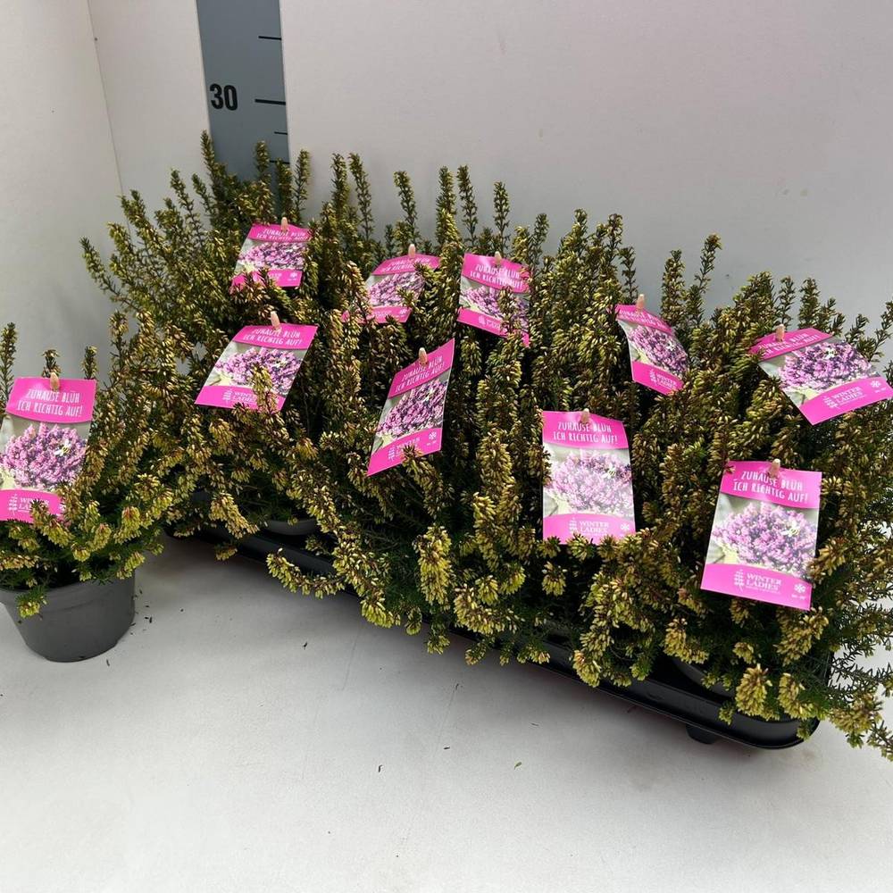 Erica Carnea rosa Winter Ladies T11 H020