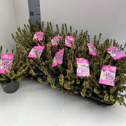 Erica Carnea rosa Winter Ladies T11 H020