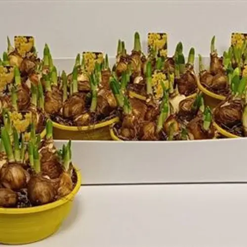 Narzisse Tete Schale Schnapch. Von T16 H012