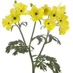 Ranunkel gelb Butterfly Artemis 60cm