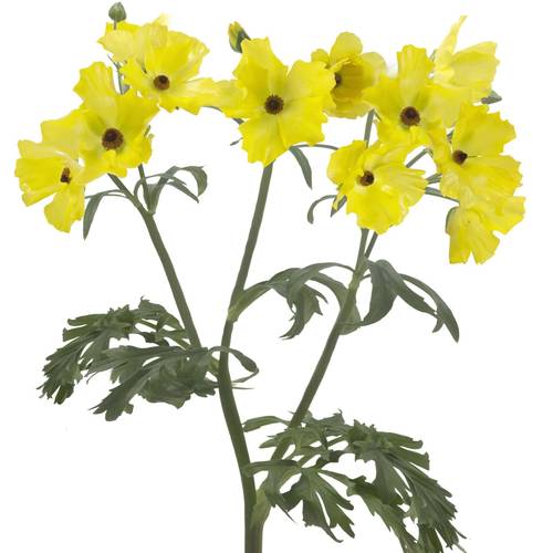 Ranunkel gelb Butterfly Artemis 60cm