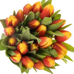 Tulpe rot/gelb Residence Triflor 36 Gramm