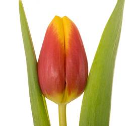 Tulpe rot/gelb Residence Triflor 36 Gramm