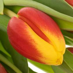 Tulpe rot/gelb Residence Triflor 36 Gramm