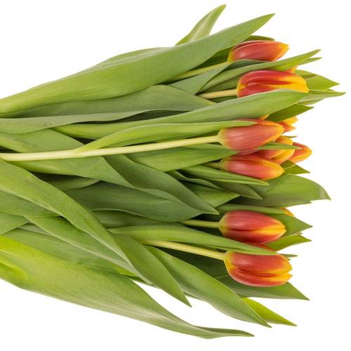 Tulpe rot/gelb Residence Triflor 36 Gramm