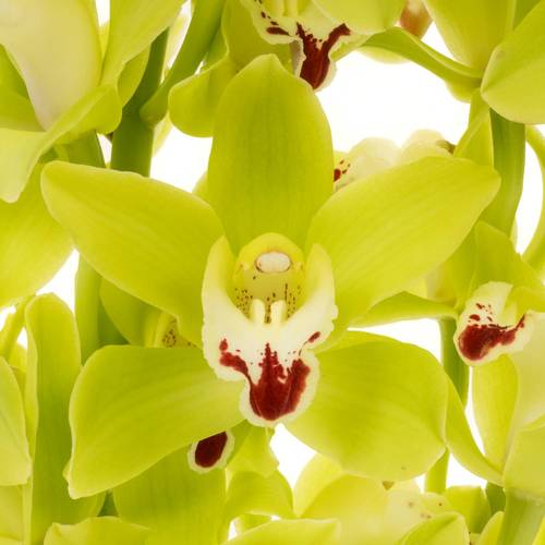 Mini Cymbidium grün King 50cm 10+Blüte