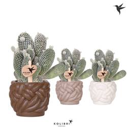 Opuntia im Keramik Knoten mix T09 H027