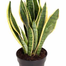 Sanseveria Laurentii T17 H055