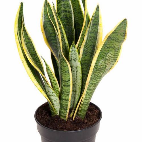 Sanseveria Laurentii T17 H055