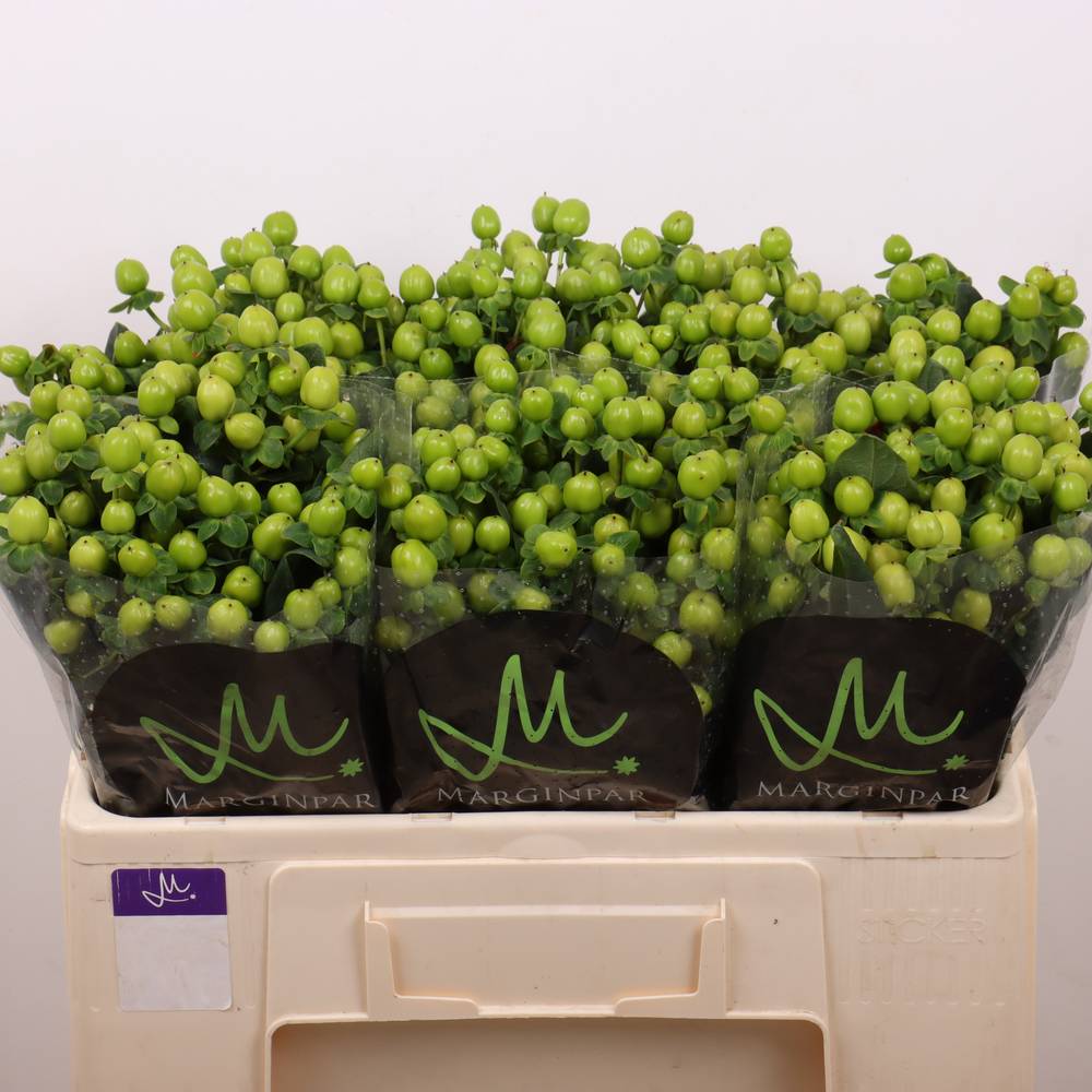 Hypericum grün  Sisu Charm 50cm