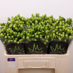 Hypericum grün  Sisu Charm 50cm