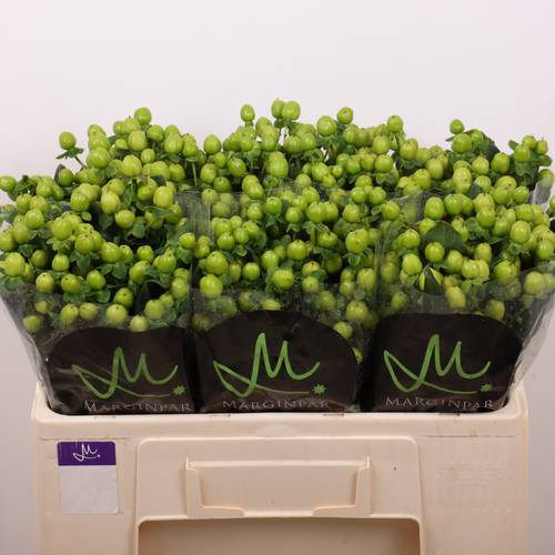 Hypericum grün  Sisu Charm 50cm