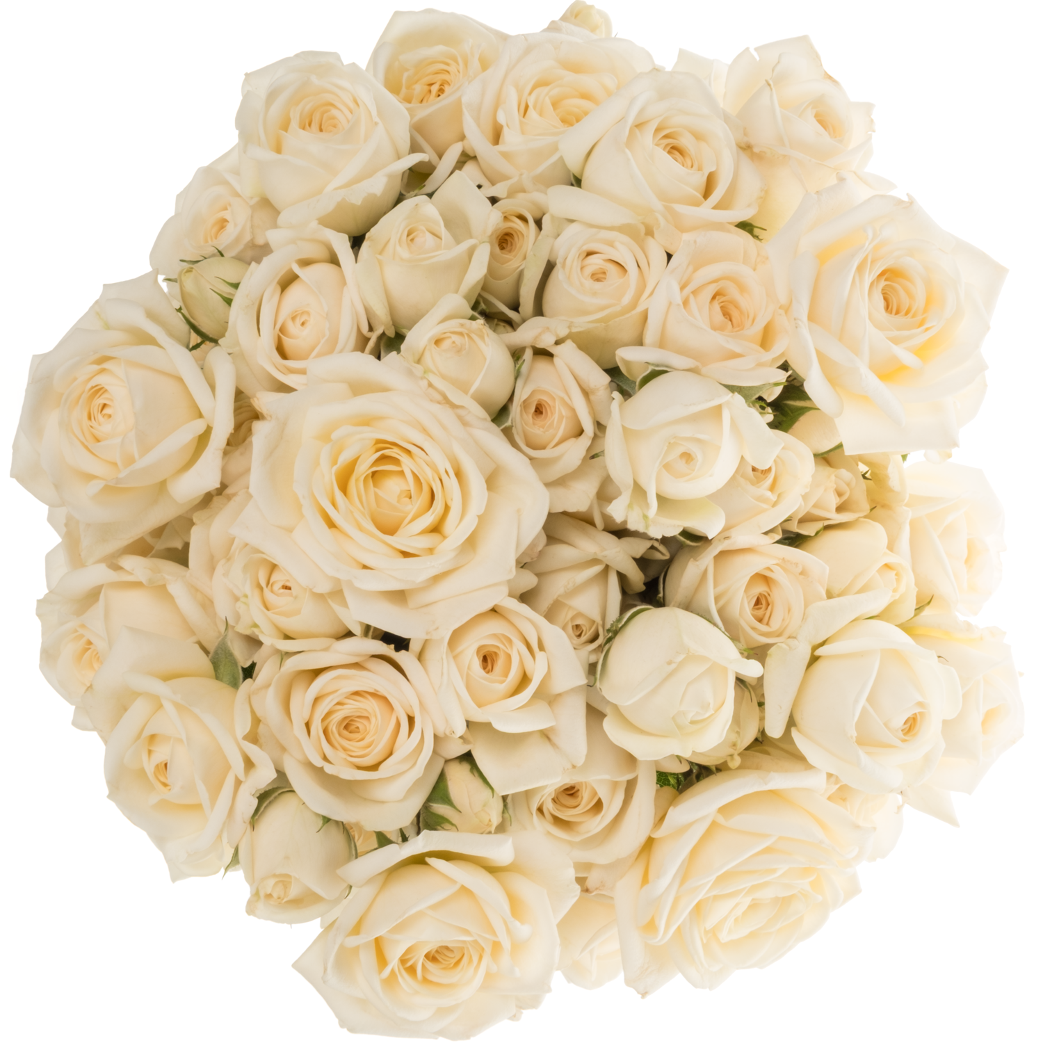 Rose verzweigt creme Snow Ballet 60cm