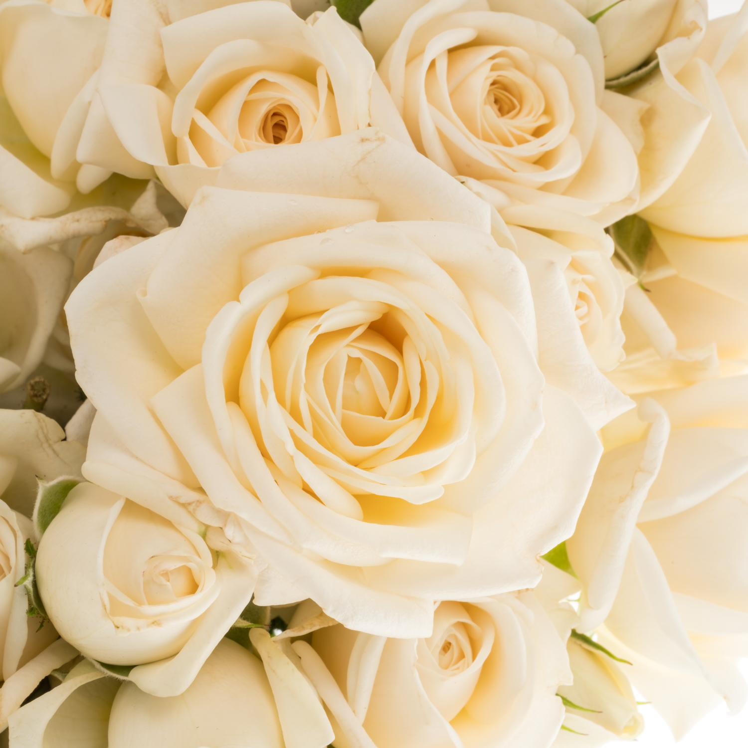 Rose verzweigt creme Snow Ballet 60cm