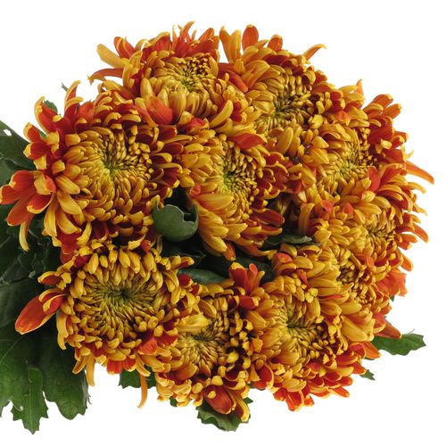 Chrys.Freil.Deko braun/rot Tom Paerce 95 Gramm 75cm