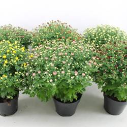 Chrysantheme Kugel mix T15 H030