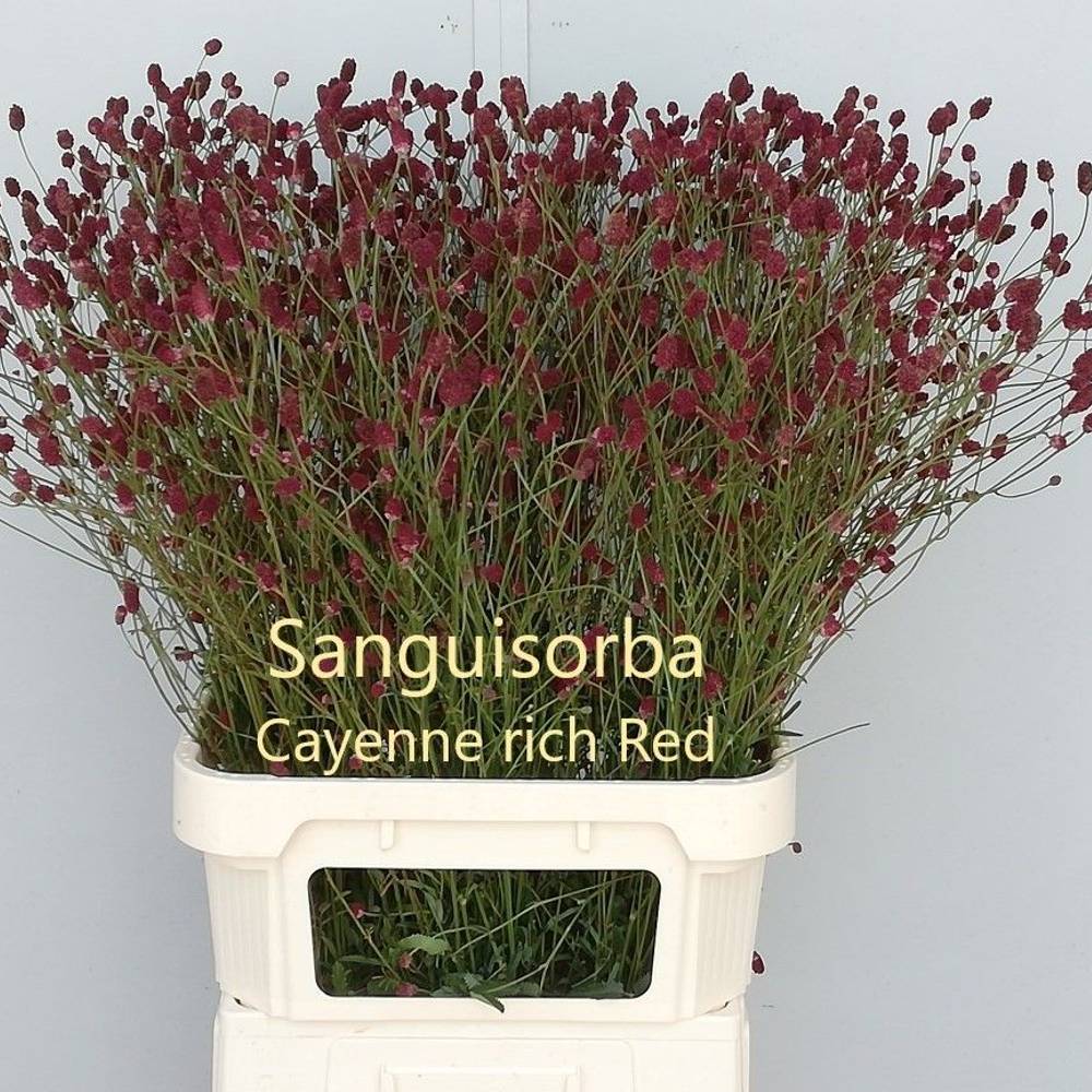 Sanguisorba weinrot Cayenne Rich Red 90cm