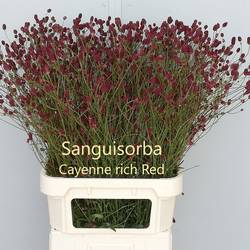 Sanguisorba weinrot Cayenne Rich Red 90cm