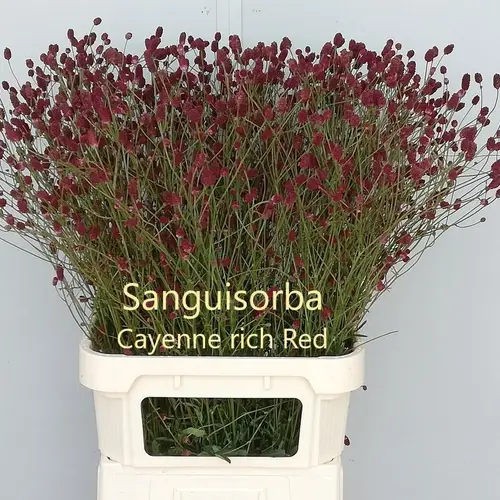 Sanguisorba weinrot Cayenne Rich Red 90cm