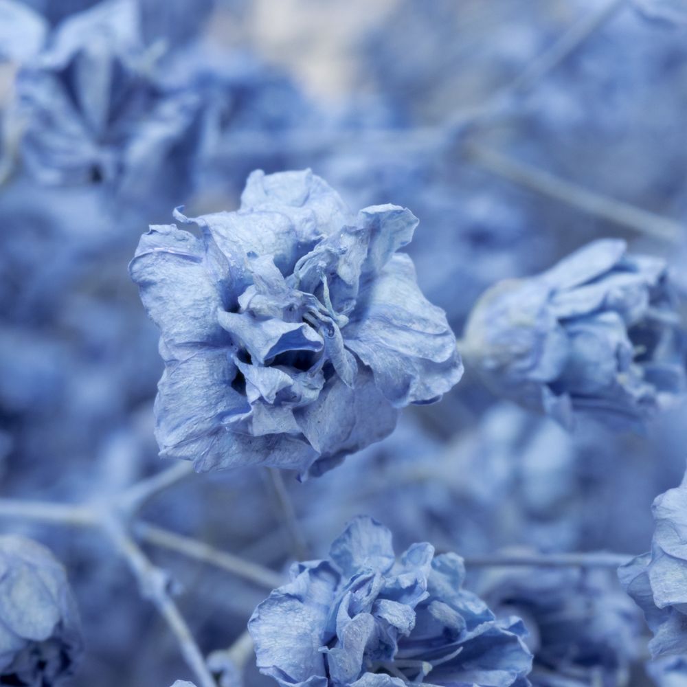 Gyps hell blau Grosse Blüte gefärbt