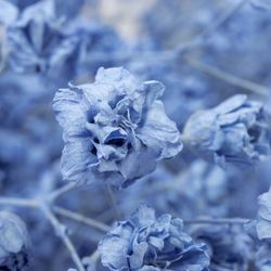 Gyps hell blau Grosse Blüte gefärbt