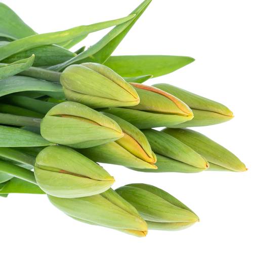 Franz.orange Avignon 65 Gramm 55cm