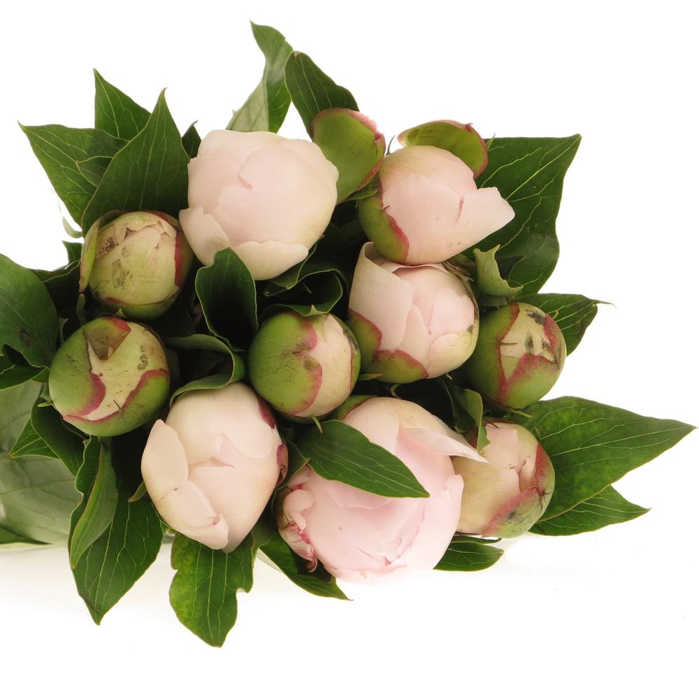 Pfingstrose rosa gefüllt Pecher Ex 40cm