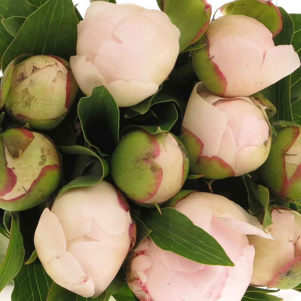 Pfingstrose rosa gefüllt Pecher Ex 40cm