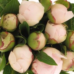 Pfingstrose rosa gefüllt Pecher Ex 40cm