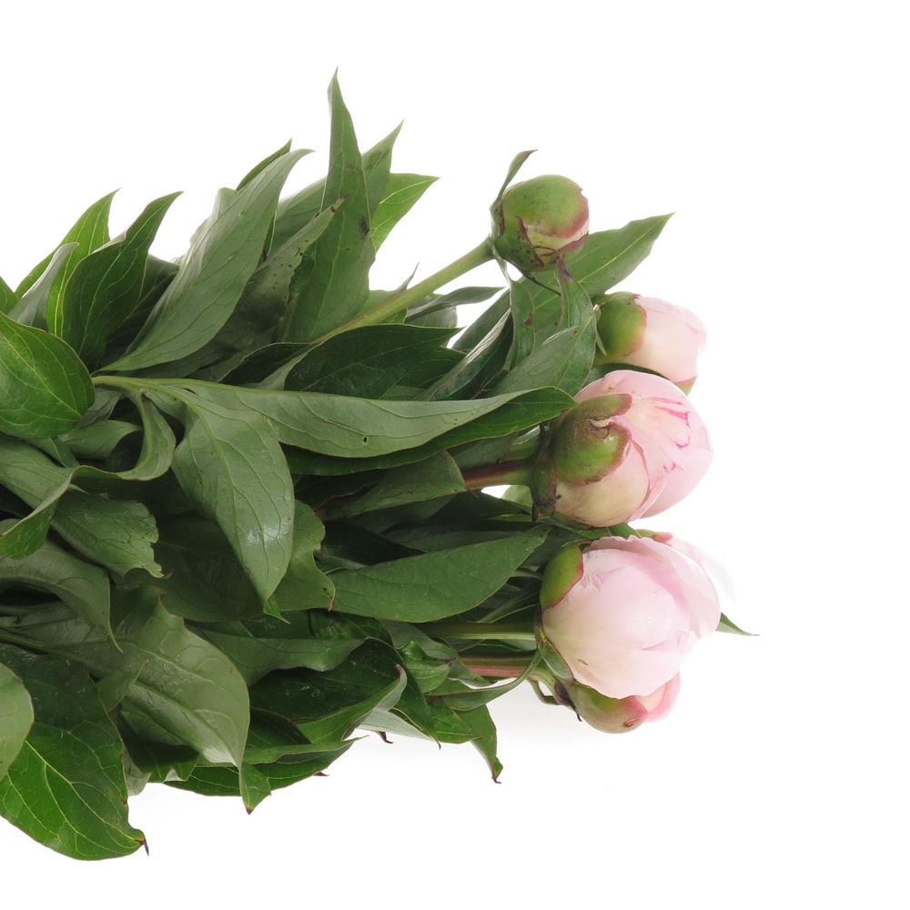 Pfingstrose rosa gefüllt Pecher Ex 40cm