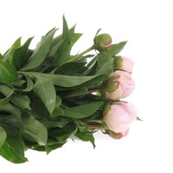 Pfingstrose rosa gefüllt Pecher Ex 40cm