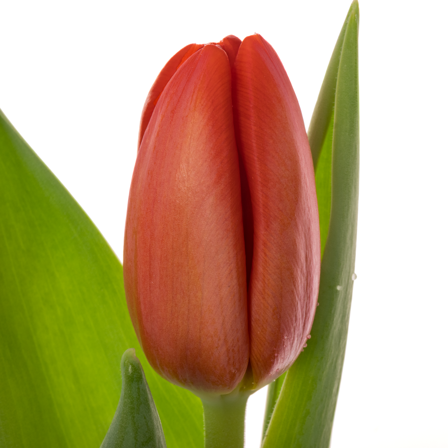 Tulpe rot Spot On 30 Gramm