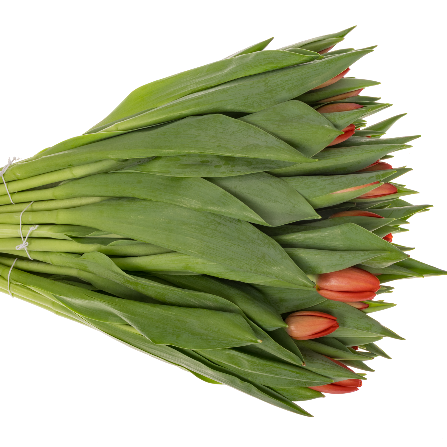 Tulpe rot Spot On 30 Gramm